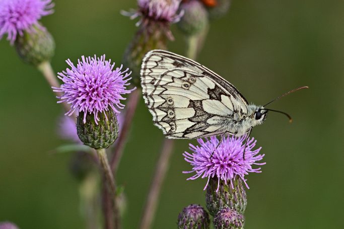 Distel mit Falter