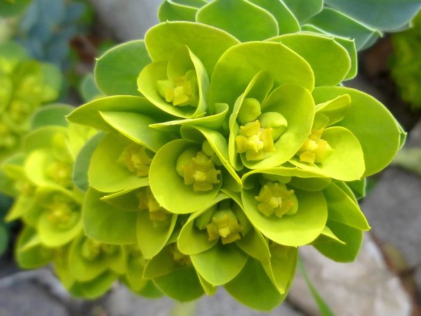 Wolfsmilch Euphorbia