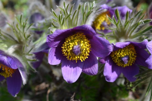 Kuhschelle Pulsatilla